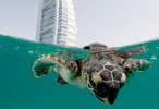 Jumeirah Al Naseem turtles check into Dubai Aquarium & Underwater Zoo